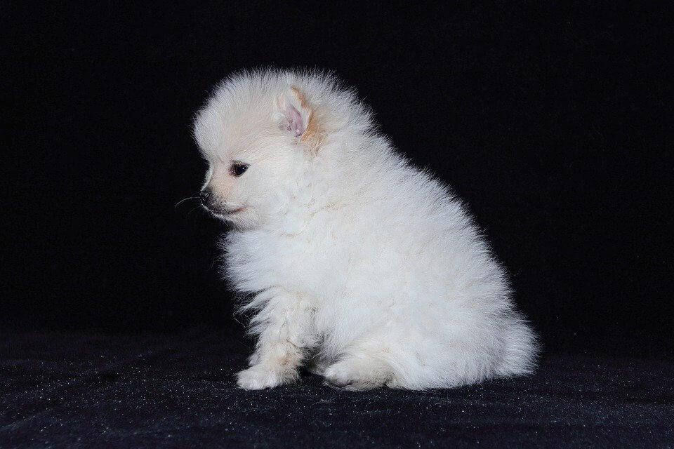 포메라니안-Pomeranian 