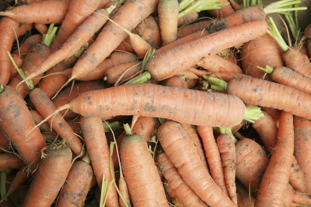 도시텃밭 당근은우리몸에덕일까손해일까?팩트체크