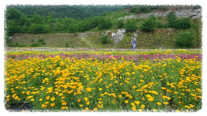 무릉별유천지