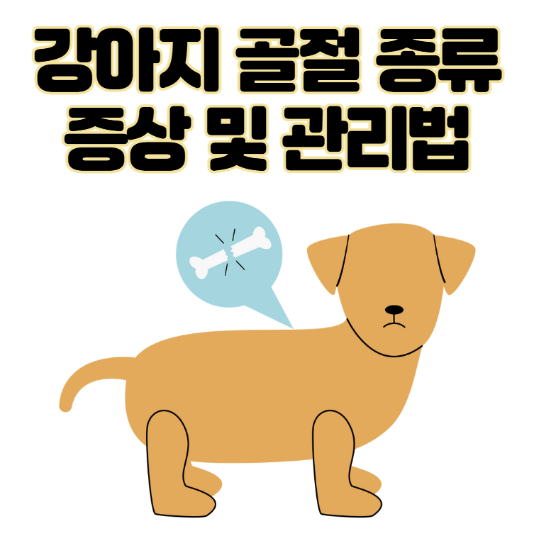 강아지 골절 종류, 증상, 수술 후 관리법 총정리