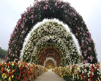 연천 국화축제_12