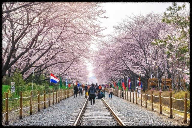 진해 벚꽃 주차장 위치와 주차 꿀팁 - 공영주차장 정보와 무료 구역 정리