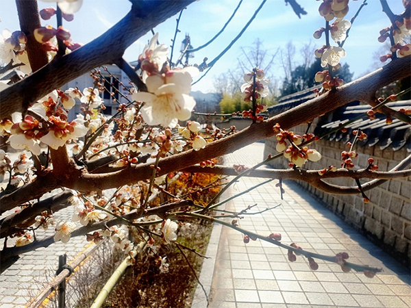 경기전_돌담2
