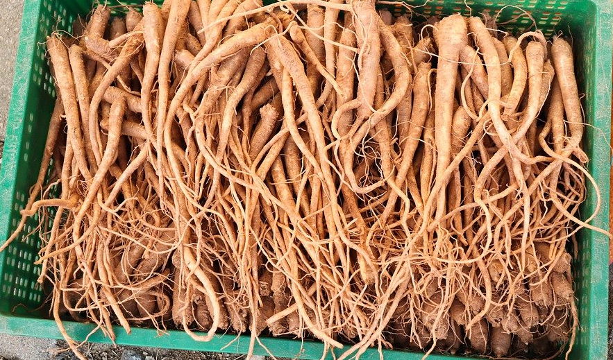 폐섬유증 초기증상과 폐에 좋은 음식6