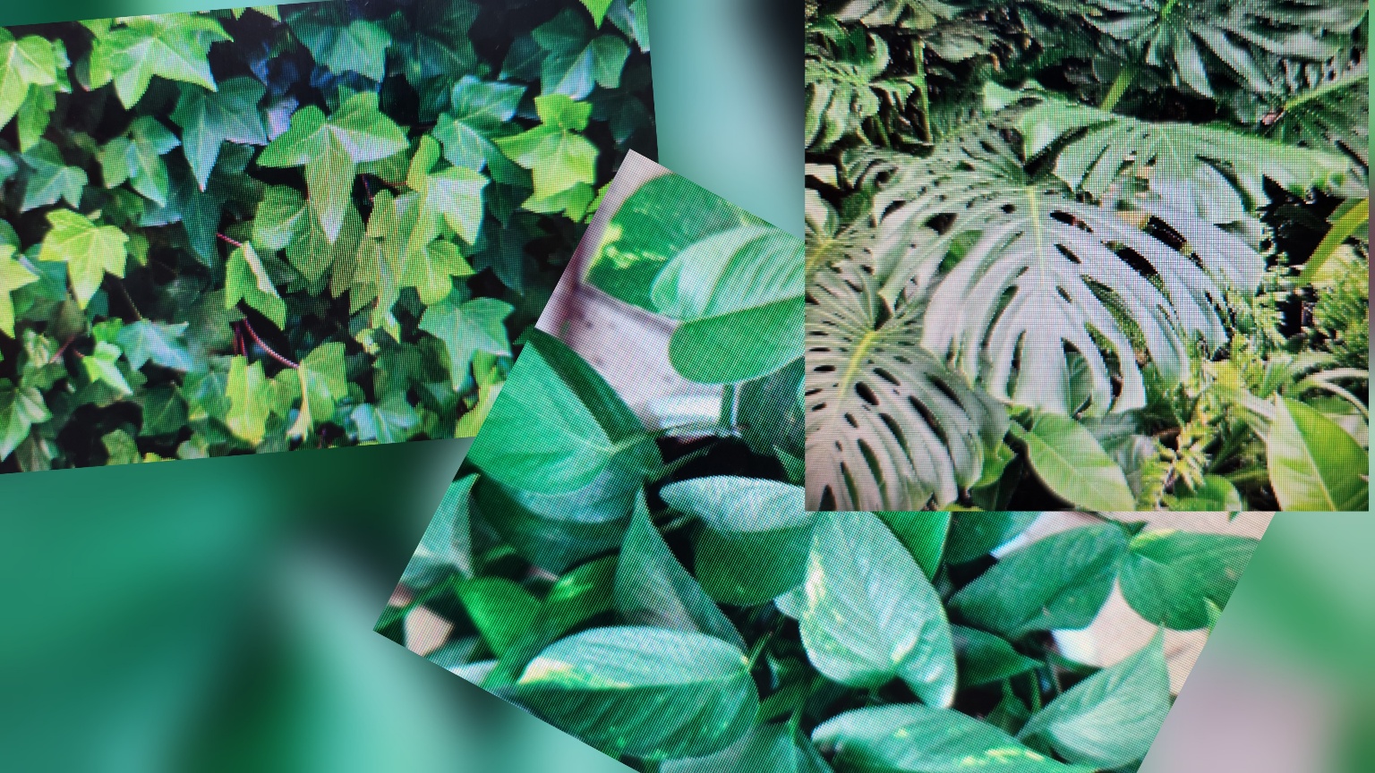 🌧️ 장마철 실내식물 관리법