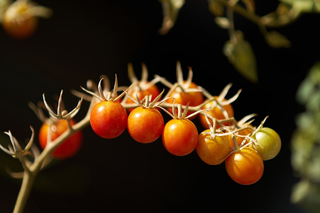 Cornelian cherry