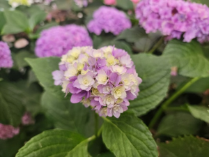 용인 자작나무숲 수국축제