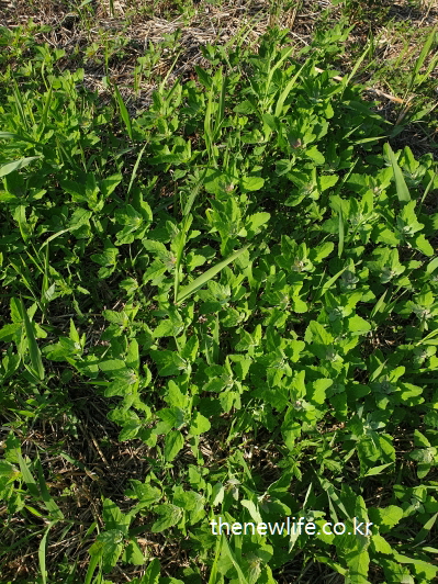Spring Chenopodium leaves growing naturally in a wild field – 들판에서 자연스럽게 자라는 봄철 명아주 나물 잎