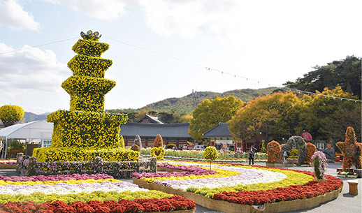 통도사 홍매화 이미지