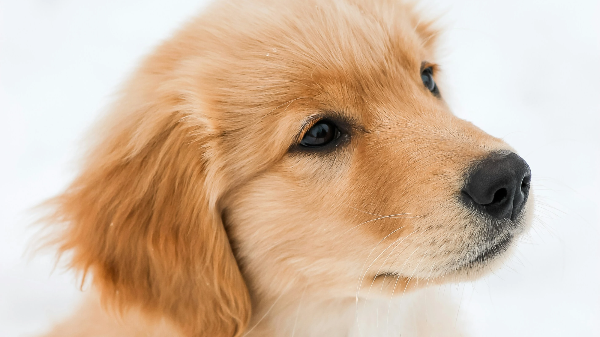 어린 리트리버 강아지