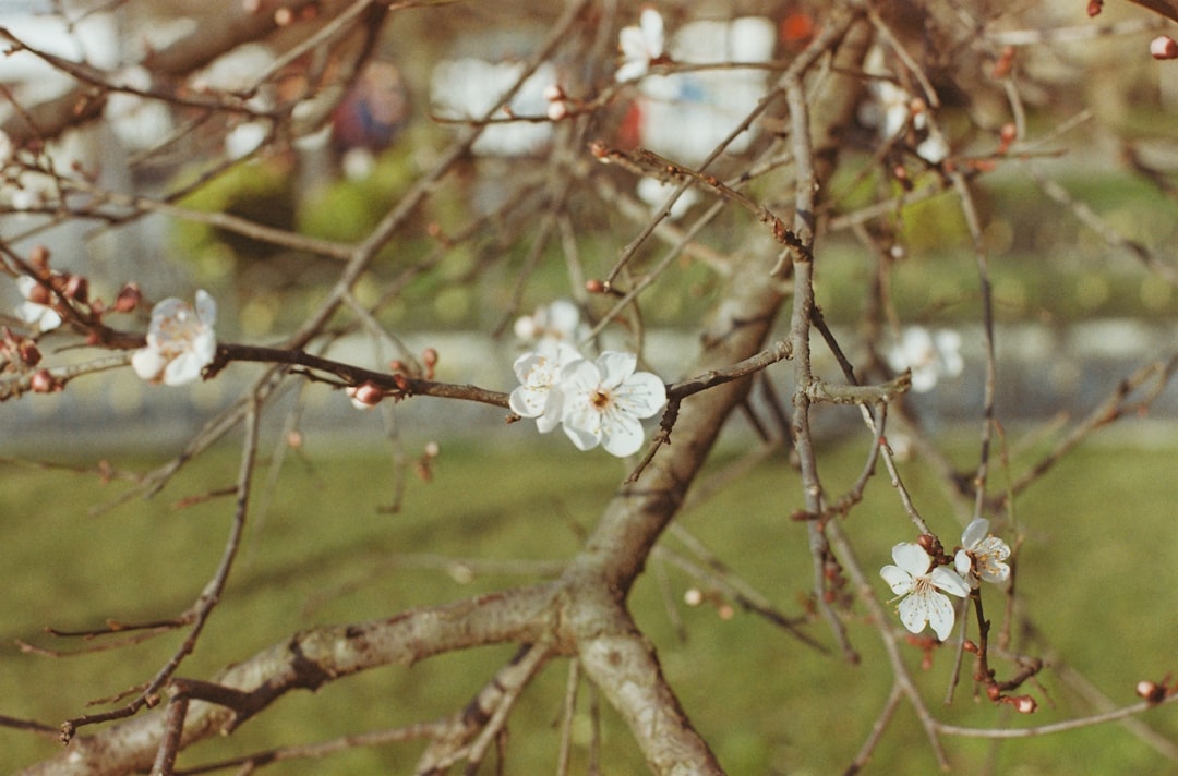 Spring Fest
