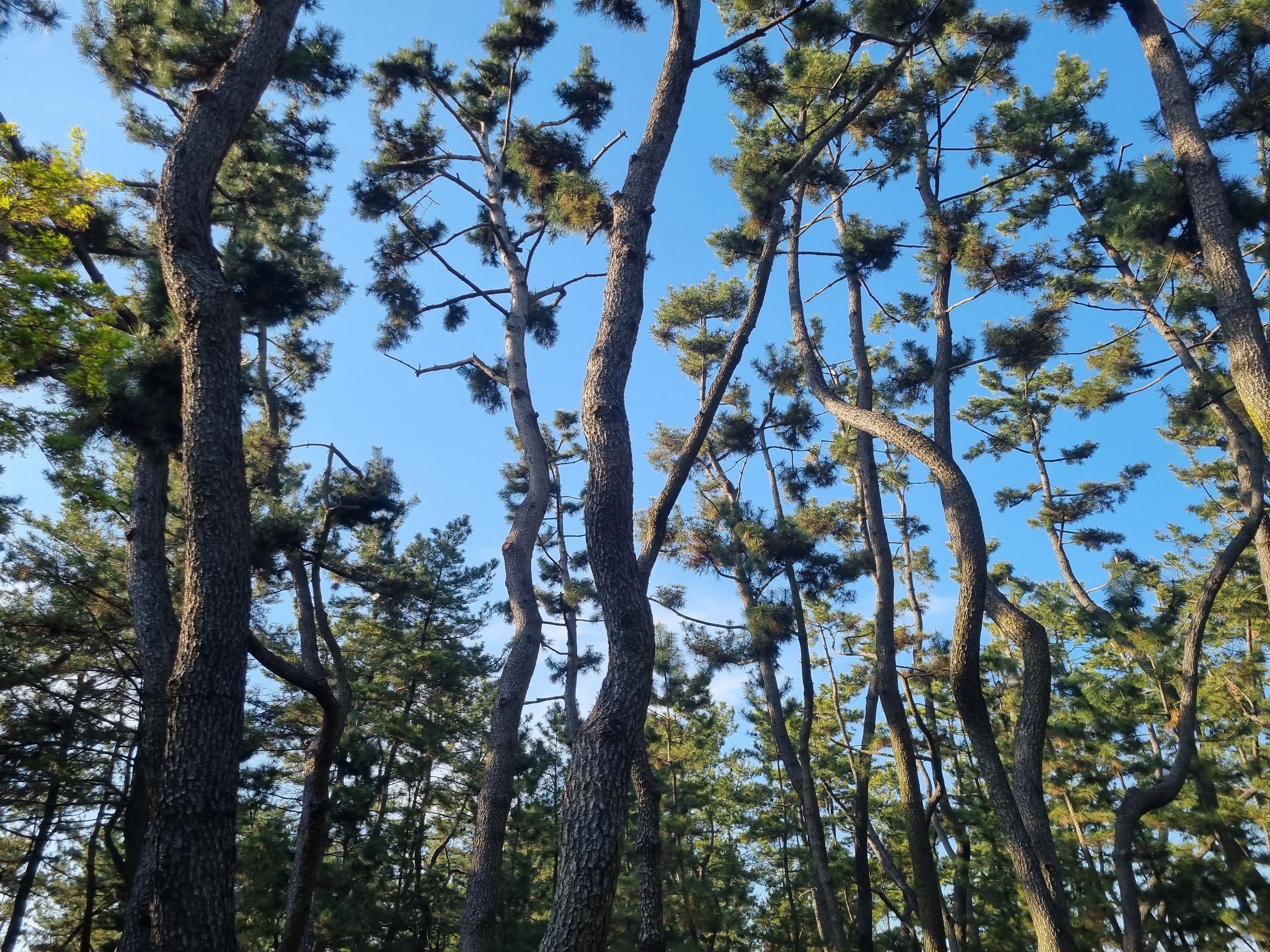 경주 대릉원