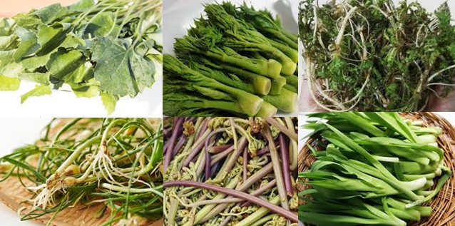 봄철 산나물 종류, 효능 및 특징, 채취시기