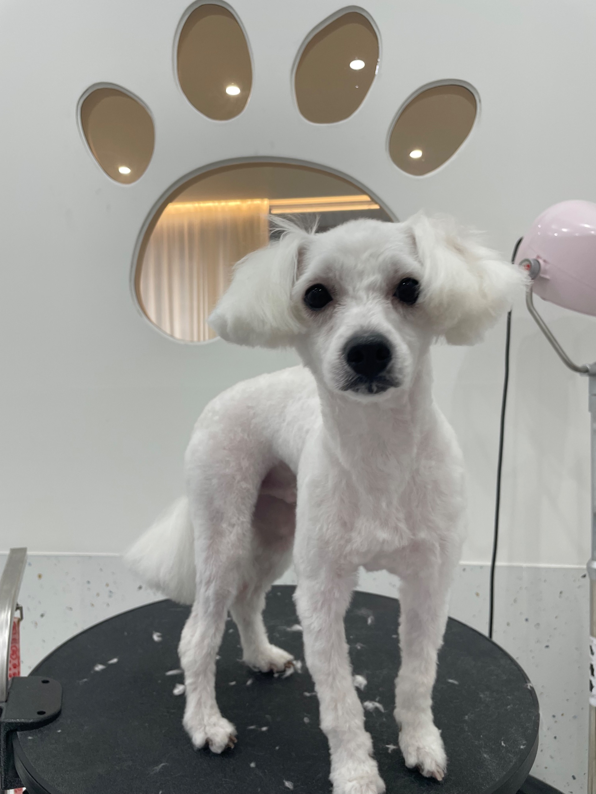 강아지 눈물자국 고민해결