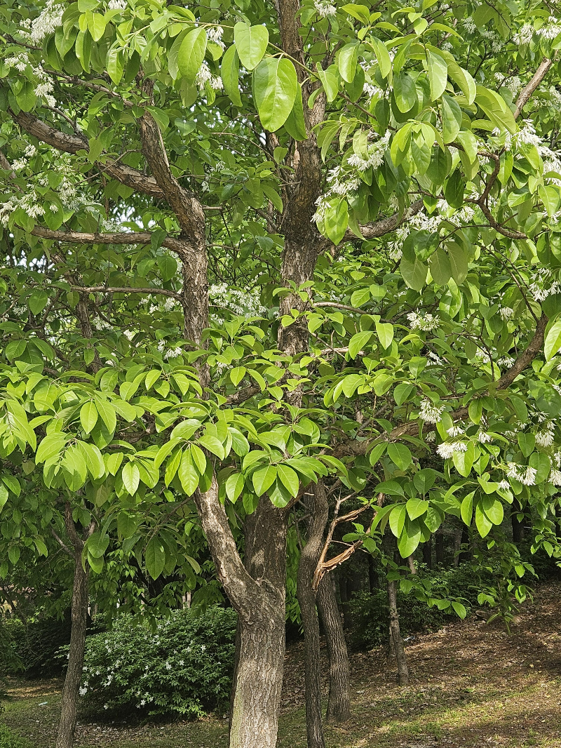 이팝나무 수형1