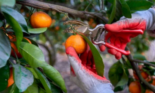 귤 감귤 밀감 뜻 차이