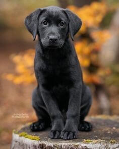 새끼-검은개가-통나무위에-올라가-앉아있는-모습