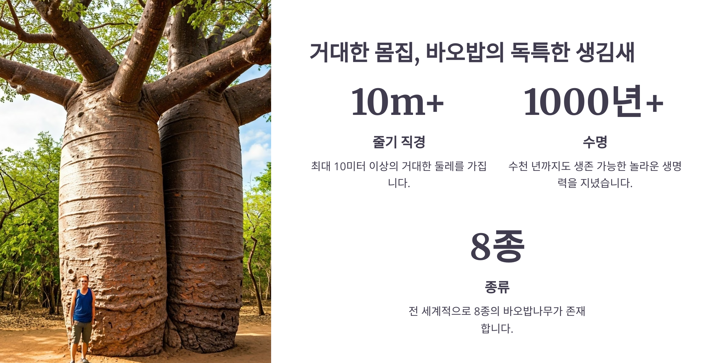 바오밥나무