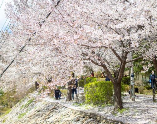 종로구 벚꽃