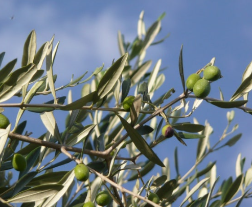 죽어가는 올리브나무 살리는 법