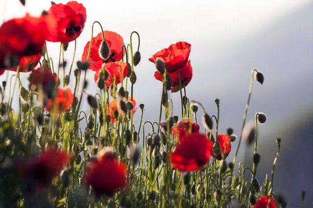 천하대세 : 삼국지 사자성어