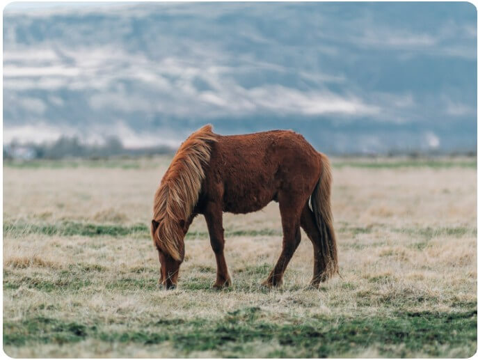 풀을 뜯고 있는 말의 모습