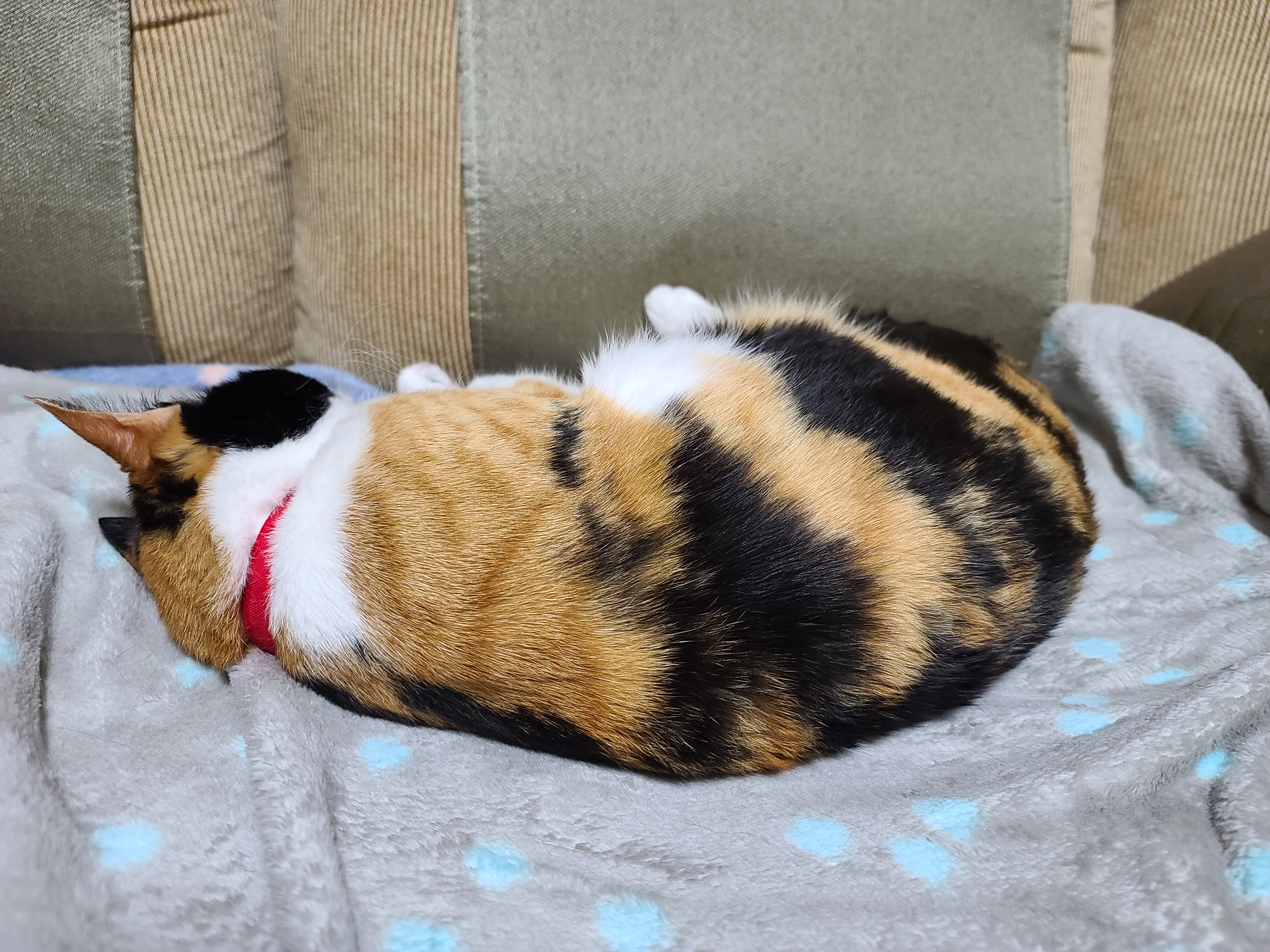 자주 볼수 없는 다다의 자는모습 도촬!(feat.고양이 지근구, 발목젤리)