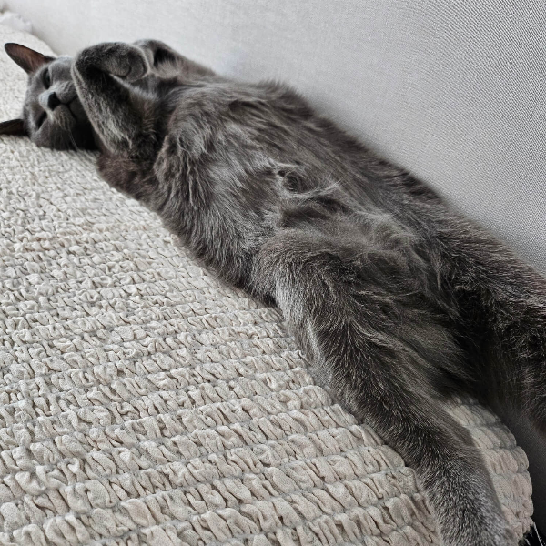 배내미는고양이