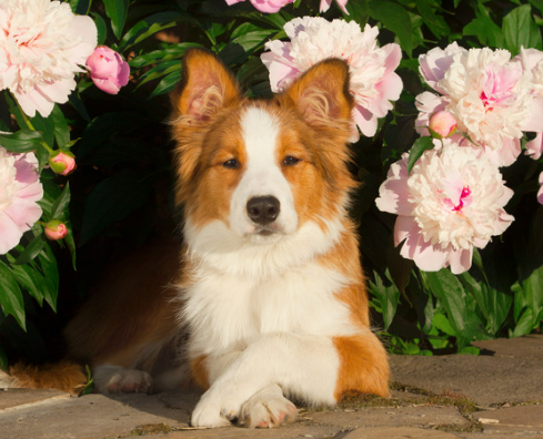 강아지 산책길 위험한 꽃 vs 안전한 식물 총정리