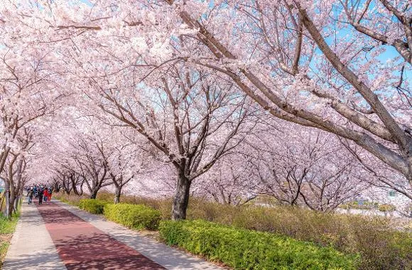 부산 벚꽃 명소 추천 숨겨진 뷰포인트_7