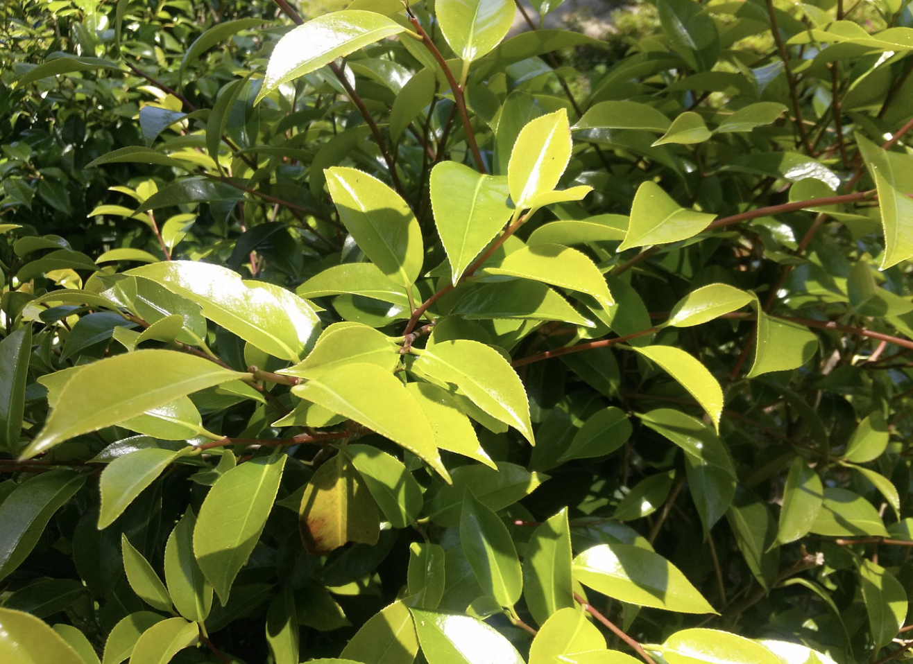 식물 잎맥 구조를 모방한 자가치유 소재