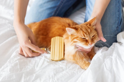 빗질을 하고 있는 고양이.
