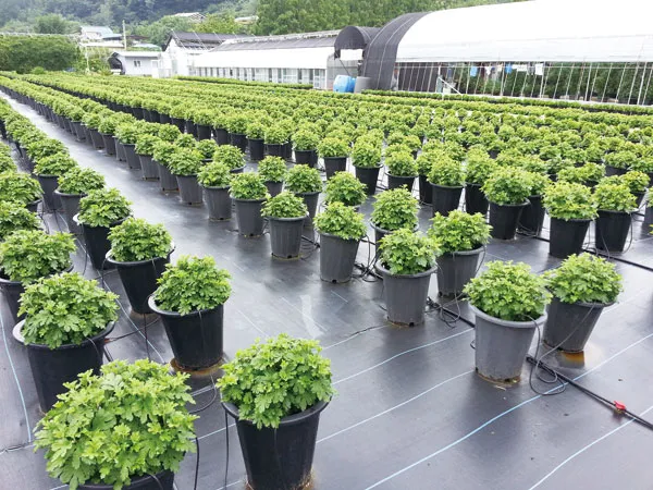 국화 재배 절화용 키우기 생장 조절 개화 유도_4