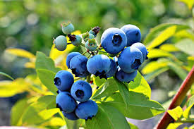 블루베리-효능