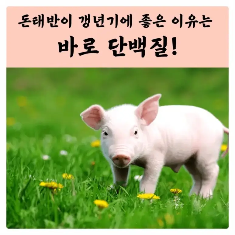 태반주사