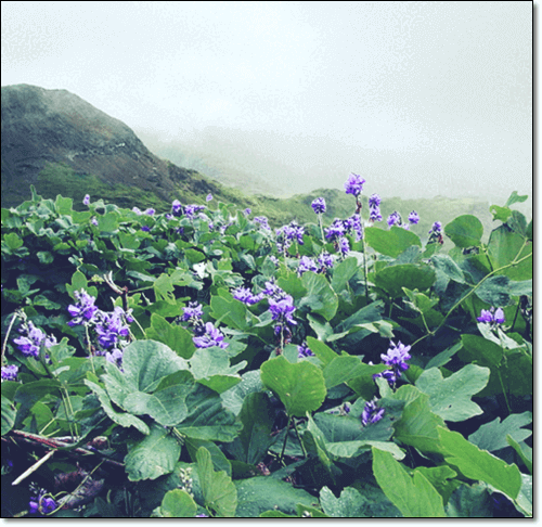 칡꽃차 채취 시기