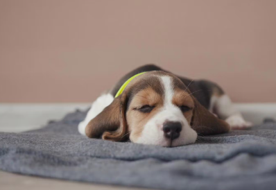 누워있는 강아지