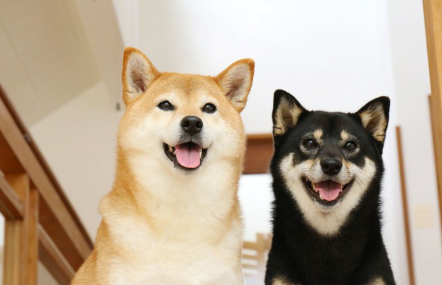 빨강과 검정 두 마리의 시바견.