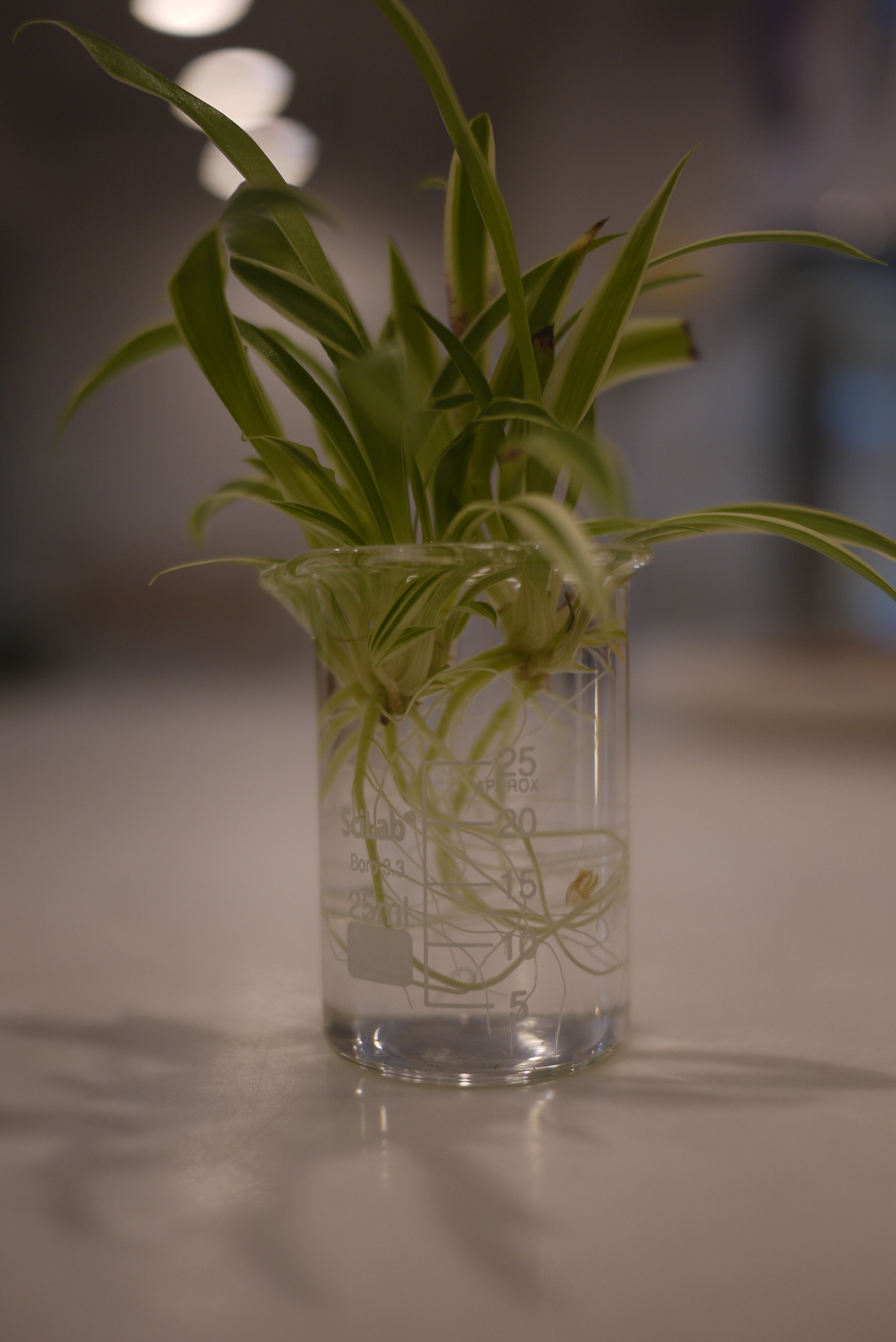 루믹스 GF1 샘플