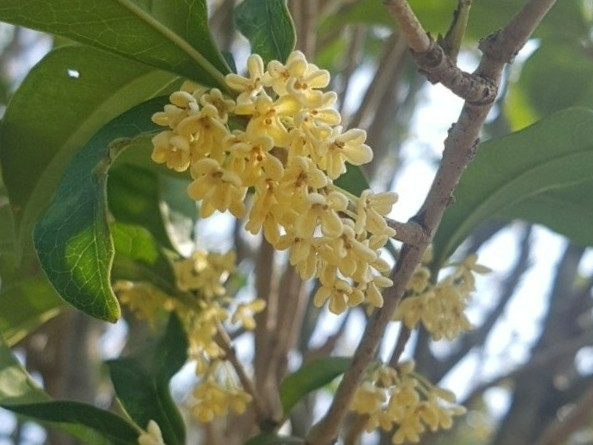 금목서의 모든 것 (향기, 재배법, 꽃말)