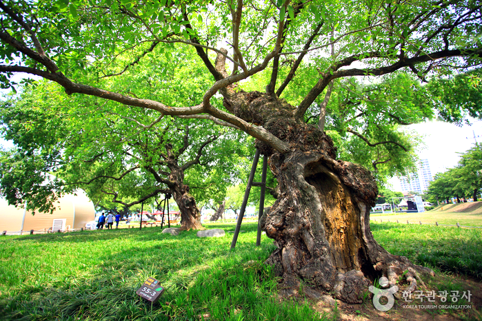 노거스 한그루가 있다.