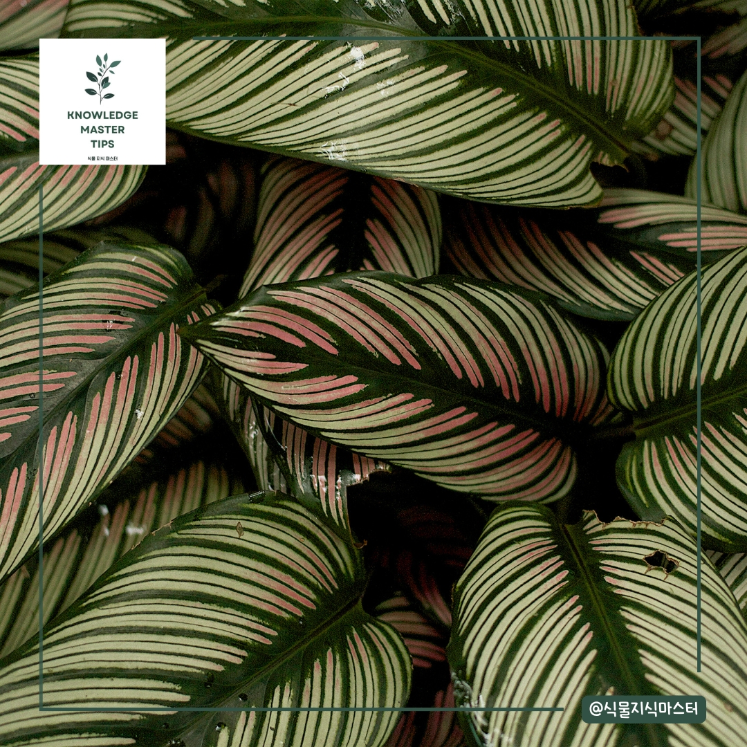 칼라데아: 예술 작품 같은 무늬의 식물