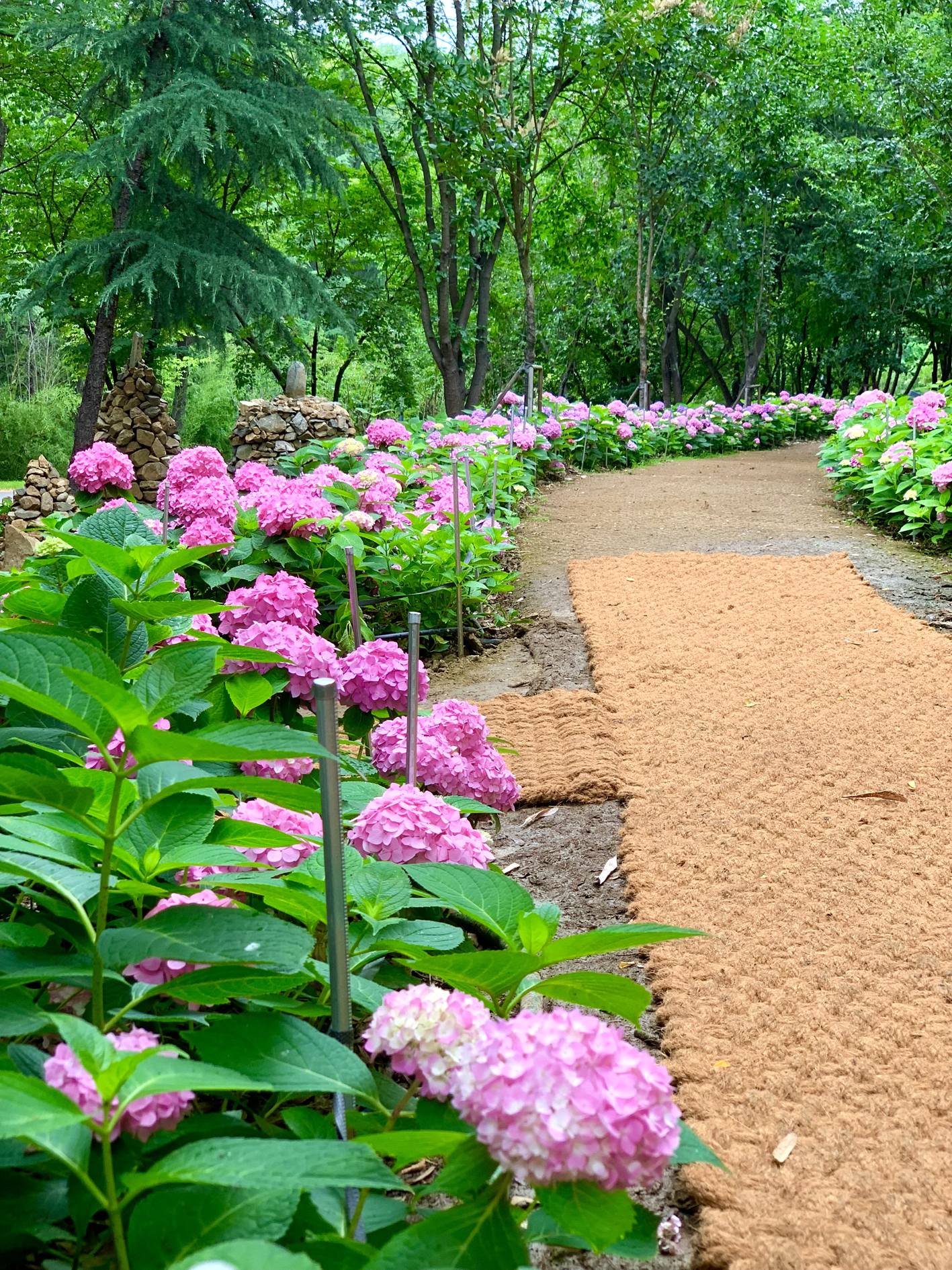 구미다온숲 수국핀 모습입니다.