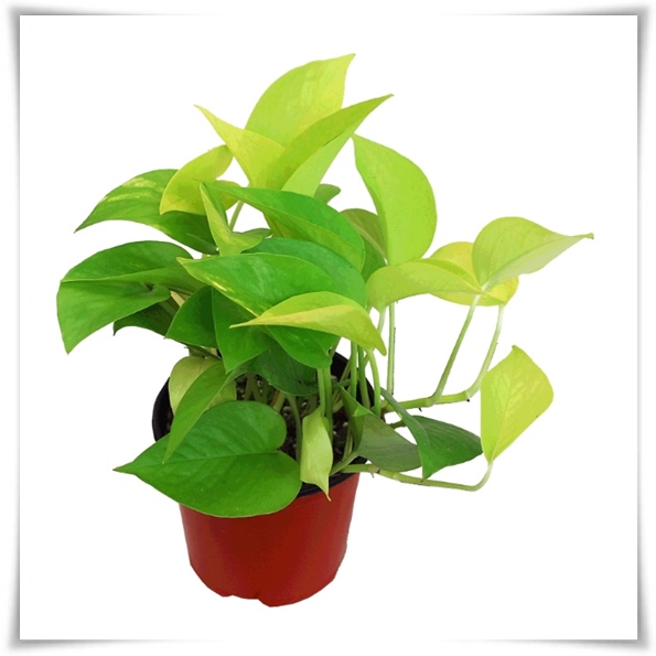 누구나 기르기 쉬운 공기정화 식물 "스킨답서스 키우기"