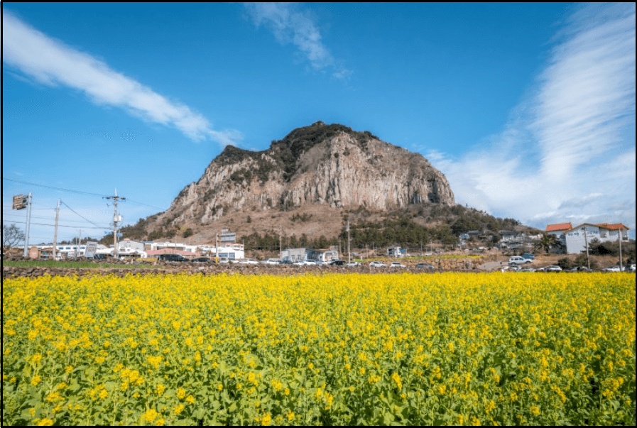 24년-유채꽃-개화시기-유채꽃명소-안내