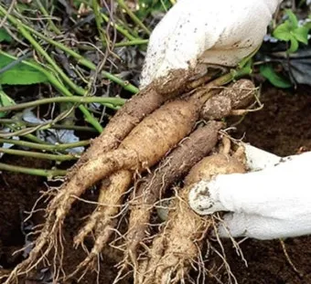 더덕 재배 그늘 재배 토심 확보 줄기 관리_9