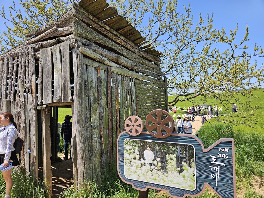 2026 고창 청보리밭 축제 기간 프로그램 주차장 당일치기 투어