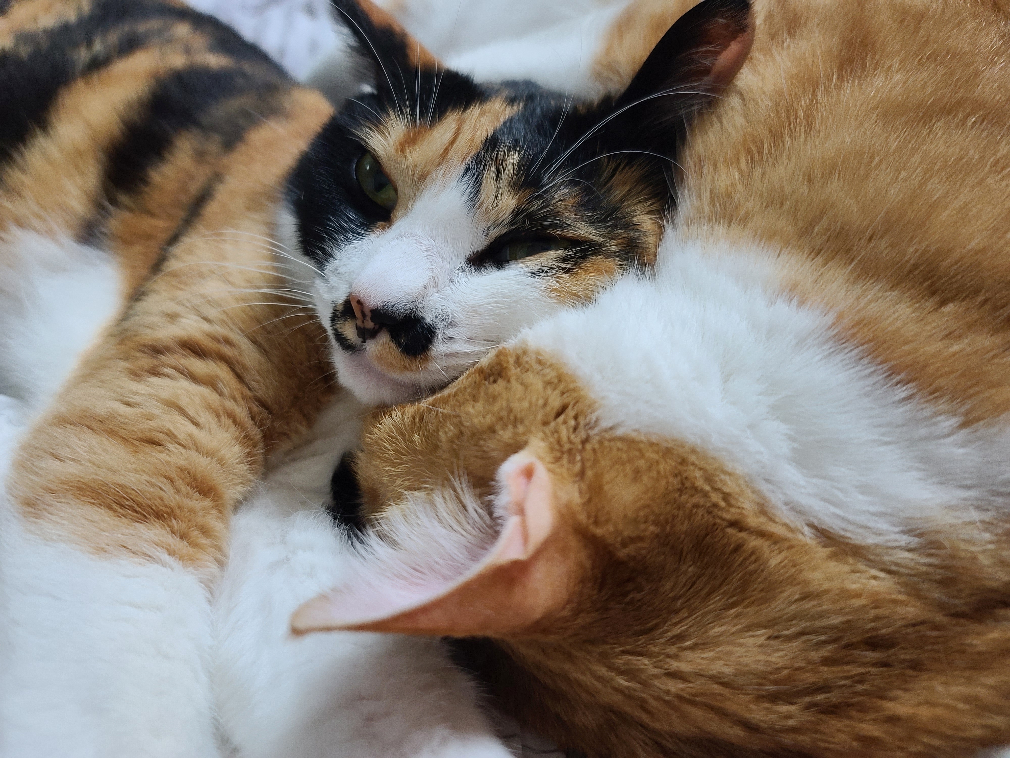 우리집 달달한 고양이 커플. 다다는 호야바라기.