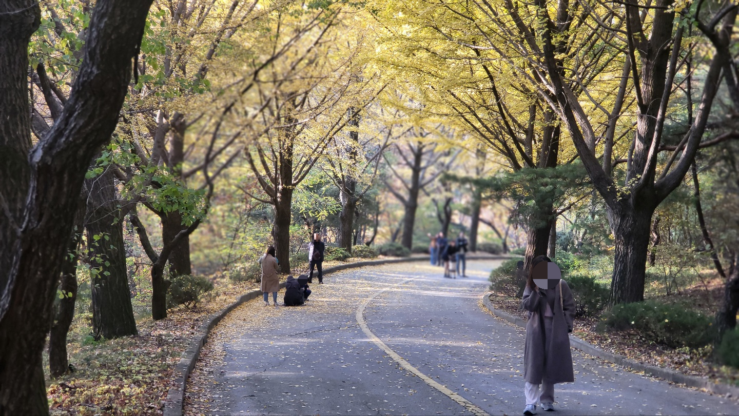 백련사 은행나무길-1