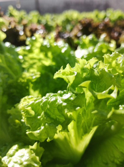 상추 수확 시기와 수확 방법